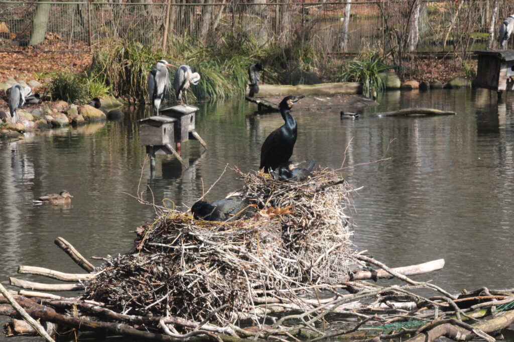 Tierpark Cottbus, Ententeich