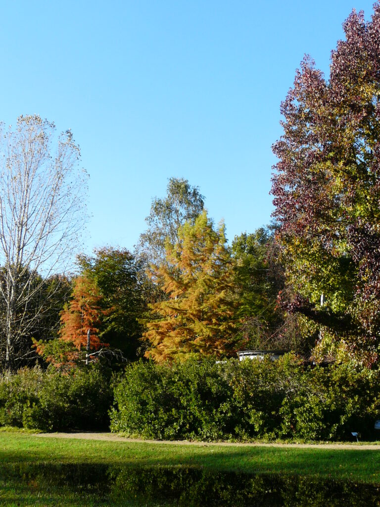 Tertiärwald im Herbst - Abenteuer-Familientag im Niederlausitzer Tertiärwald