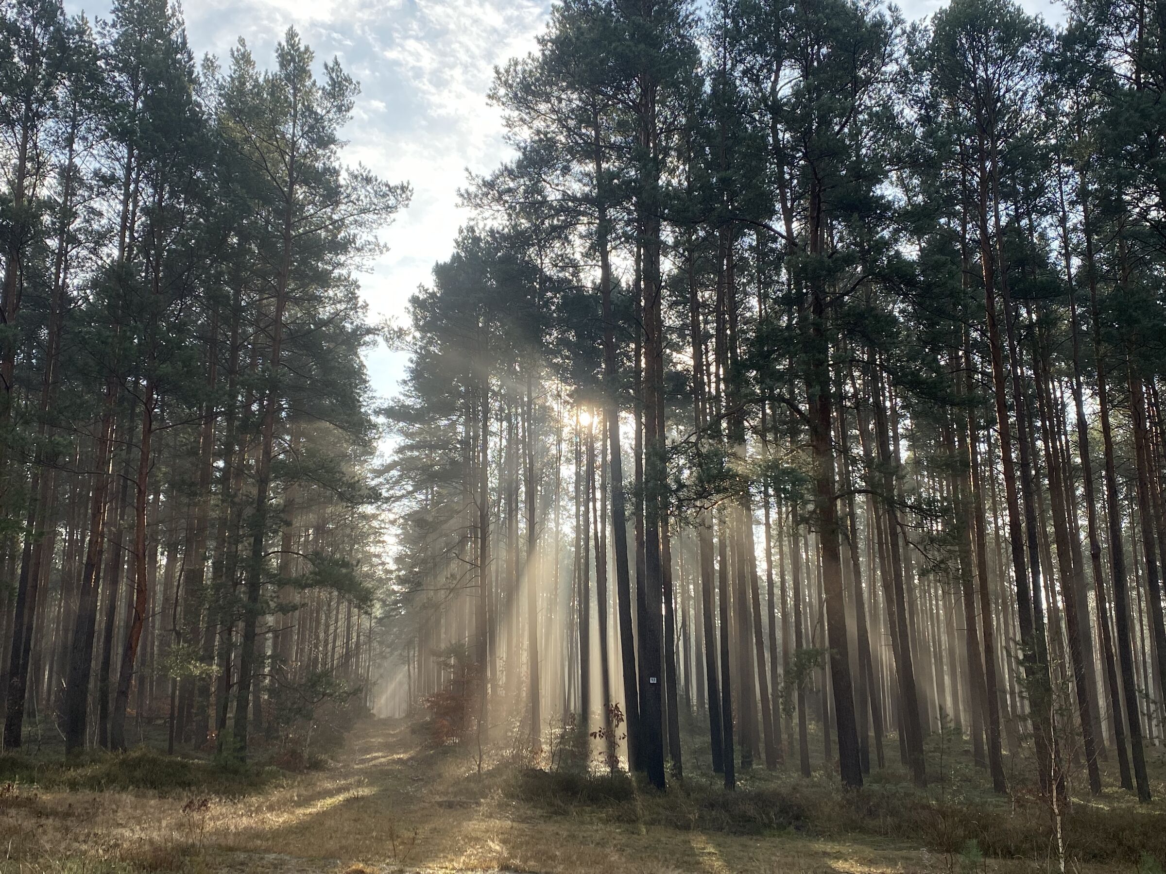 RangerTour: Wald nach der Kohle 3