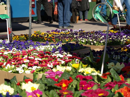 Wochenmarkt auf dem Stadthallenvorplatz (Mi/Fr)