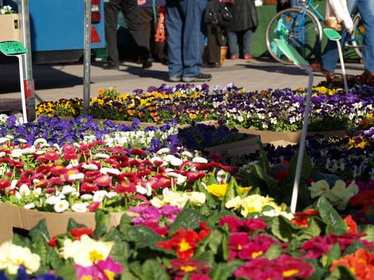 Wochenmarkt auf dem Stadthallenvorplatz (Mi/Fr)