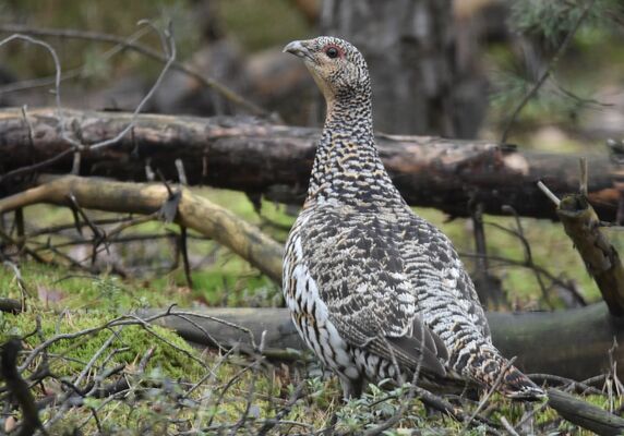 RangerTour: Blaubeer-Huhn