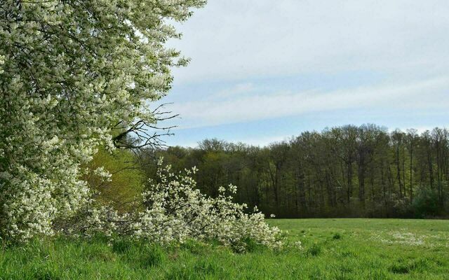 Kräuterwanderung mit Birte-Xylona