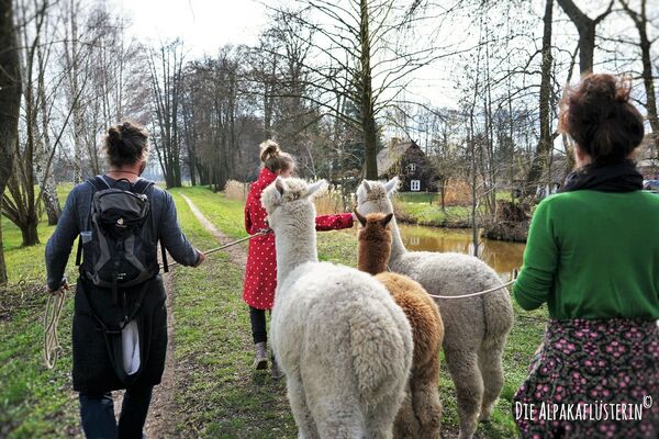 ALPAKA Wanderung und Foto Safari