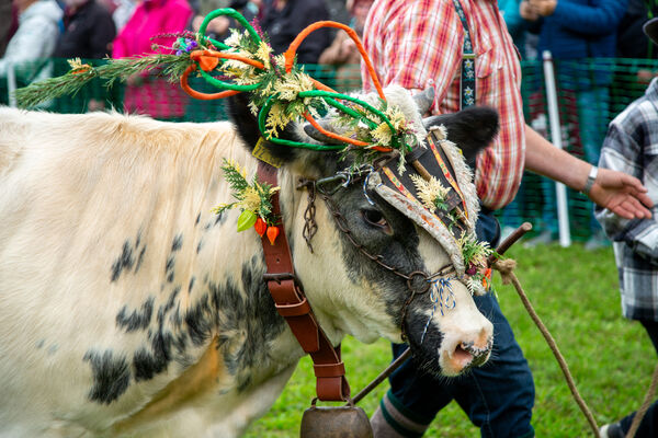 25. Niederlausitzer Almabtrieb